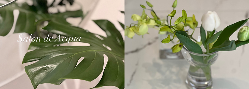 モンステラとチューリップ